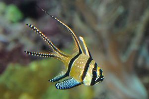 Indonesia memiliki salah satu sumber daya keanekaragaman hayati terbesar di Dunia, yaitu 4552 jenis ikan hias (ornamental fish) berpotensi ekonomi yang sangat besar.