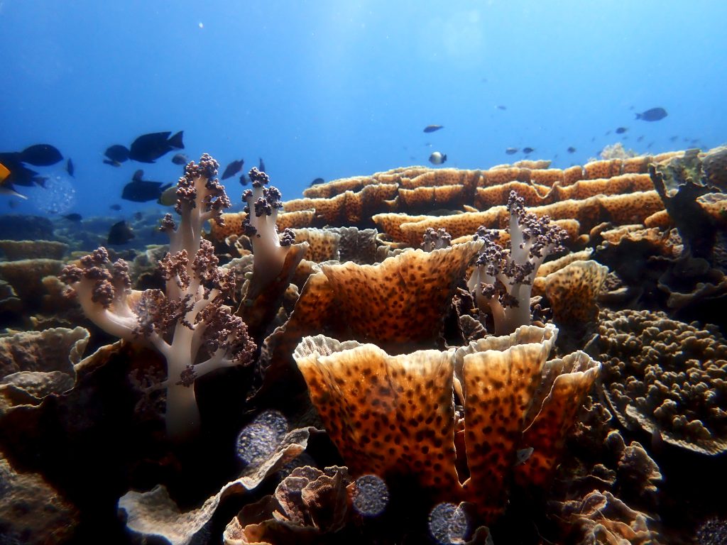 Kondisi laut di Indonesia saat ini sedang tidak baik-baik saja. Pemanasan air laut yang terus terjadi menjadi sinyal bahwa perairan nasional dalam kondisi tidak sehat dan membutuhkan pemulihan segera