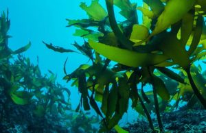 Sebagai negara maritim, Indonesia memiliki potensi besar dalam pemanfaatan rumput laut—tidak hanya sebagai bahan pangan, tapi juga sebagai bahan baku alternatif plastik.