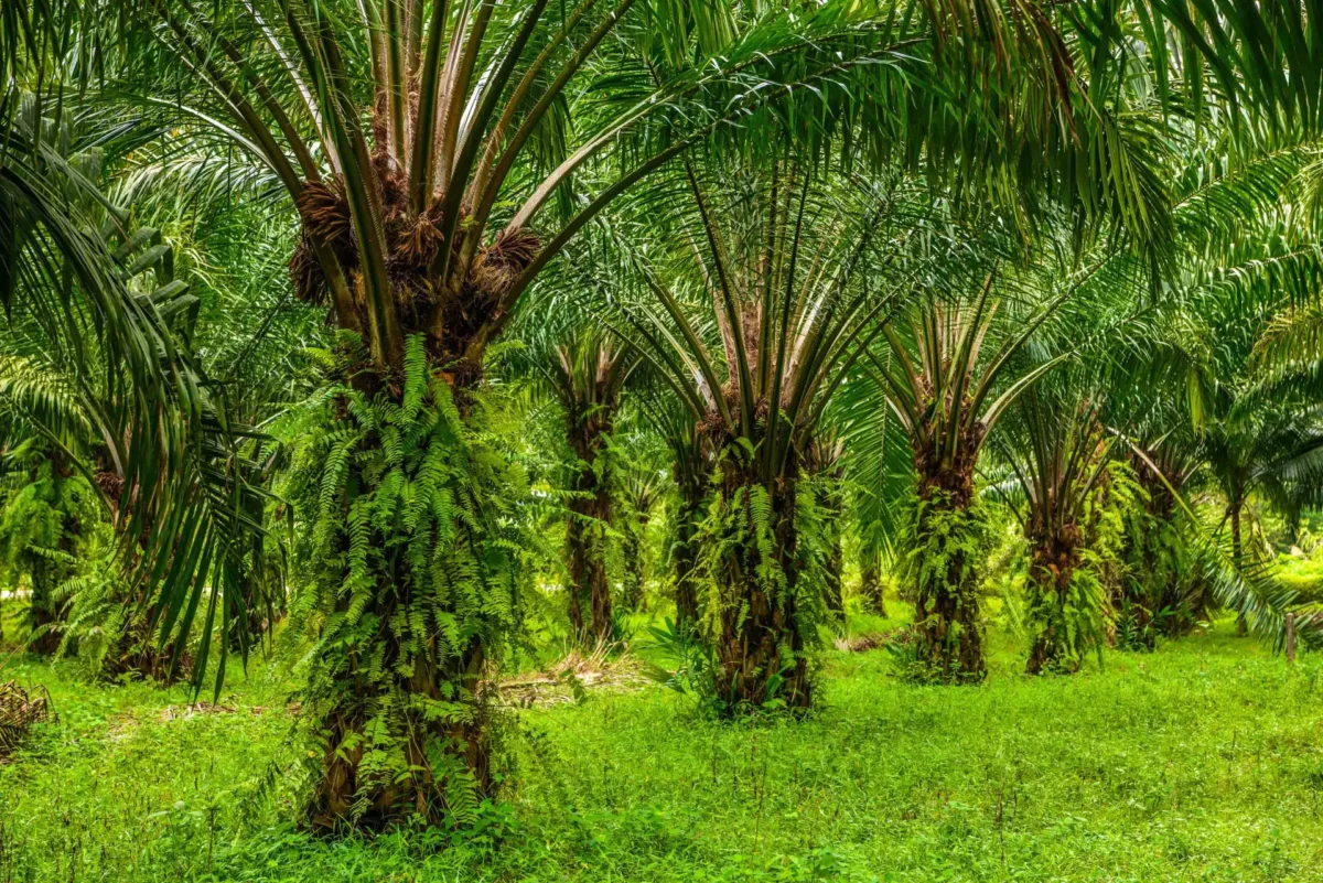 Sustainable Aviation Fuel (SAF) atau bahan bakar penerbangan berkelanjutan dinilai menjadi salah satu solusi penting dalam menekan emisi karbon sektor penerbangan global.