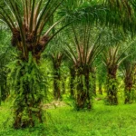 Sustainable Aviation Fuel (SAF) atau bahan bakar penerbangan berkelanjutan dinilai menjadi salah satu solusi penting dalam menekan emisi karbon sektor penerbangan global.