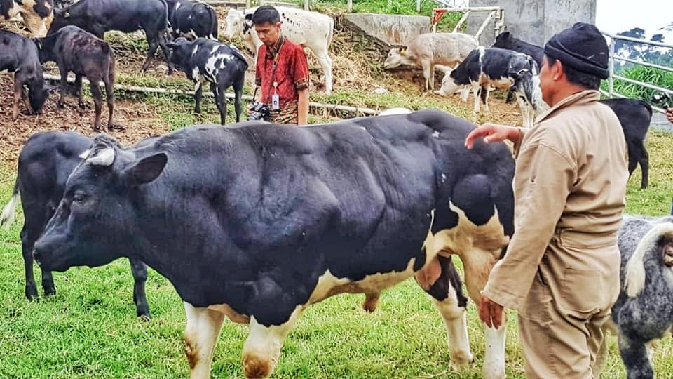Indonesia masih menghadapi ketergantungan impor untuk memenuhi kebutuhan daging sapi dan susu. 
