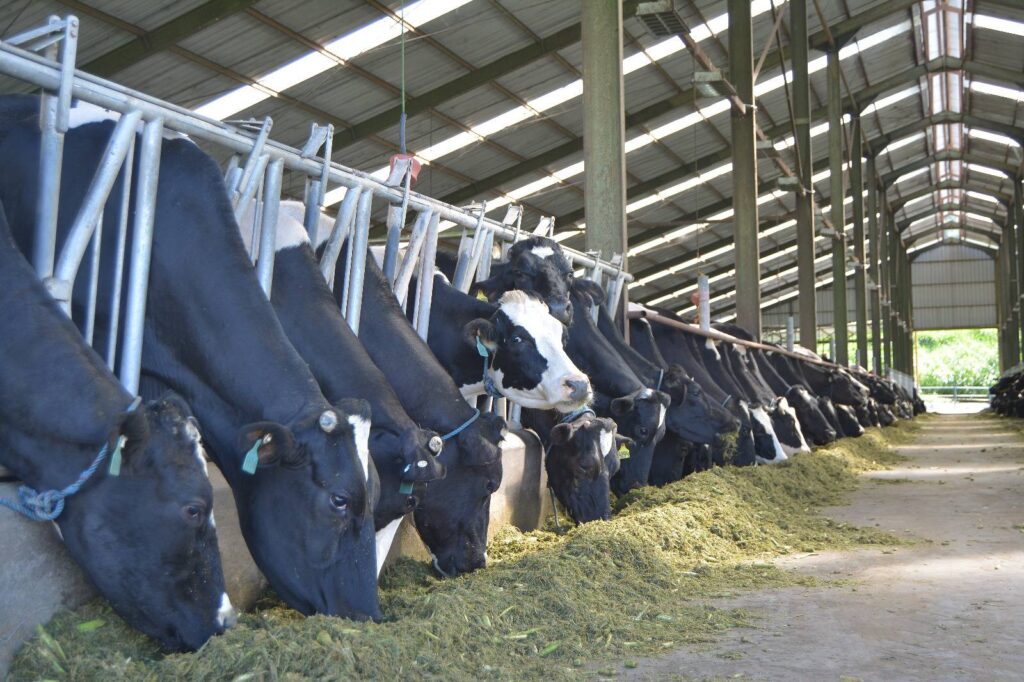 Indonesia masih menghadapi ketergantungan impor untuk memenuhi kebutuhan daging sapi dan susu. 